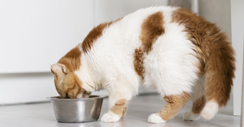Почему кот закапывает еду, когда поест: причины и решения