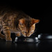 Сухой корм Pro Plan® для стерилизованных кошек и кастрированных котов (с высоким содержанием трески и c форелью) – интернет-магазин Ле’Муррр