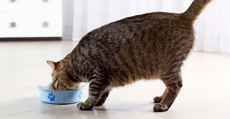 Ветеринарные корма для кошек при заболеваниях почек: виды и бренды